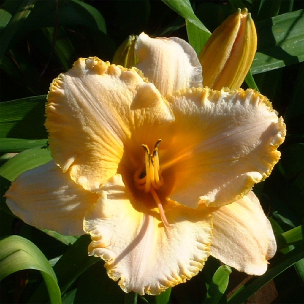 Hemerocallis Angelus Angel - Taglilie