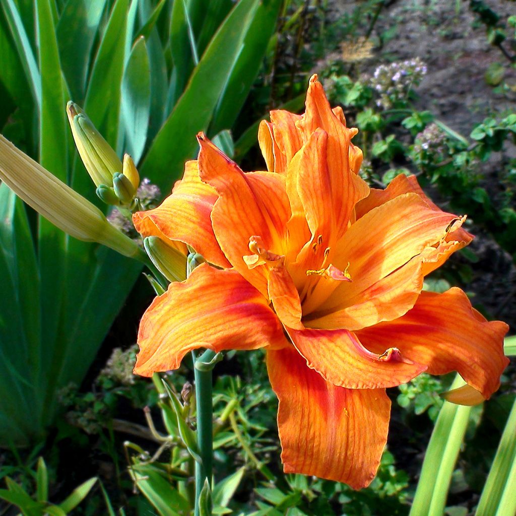 Hemerocallis Apricot Beauty - Taglilie