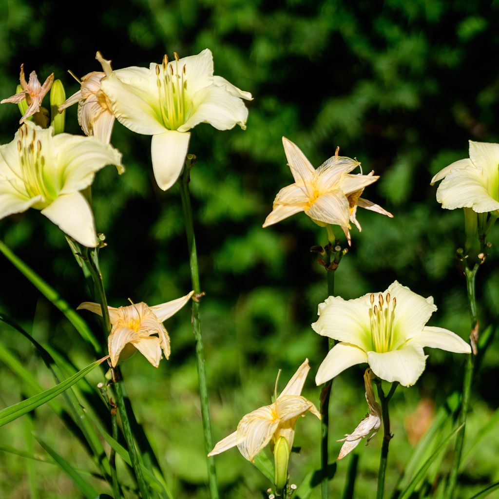 Hemerocallis Arctic Snow - Taglilie