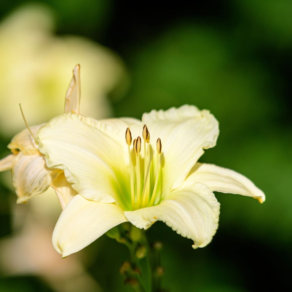 Hemerocallis Arctic Snow - Taglilie