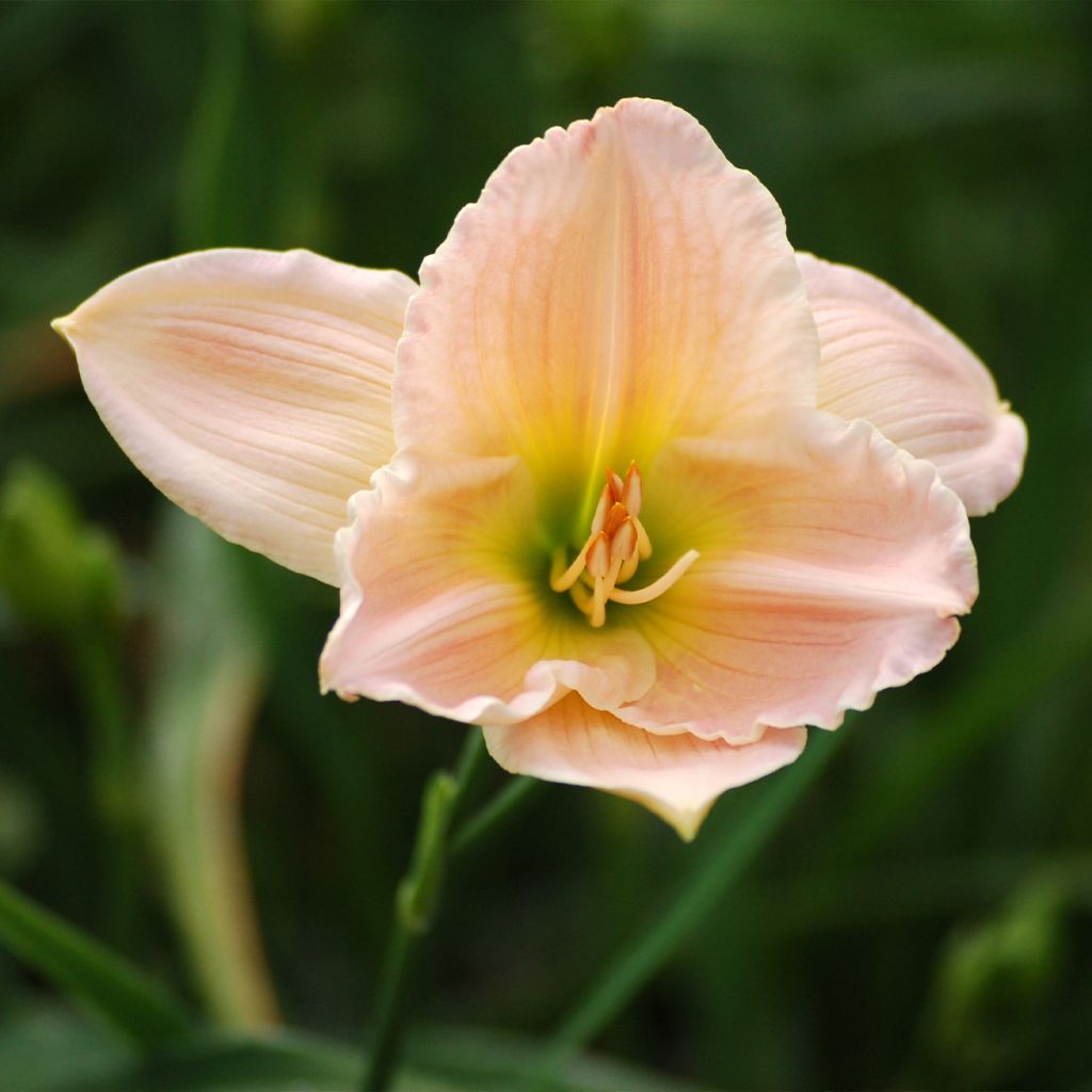 Hemerocallis Ava Michelle - Taglilie