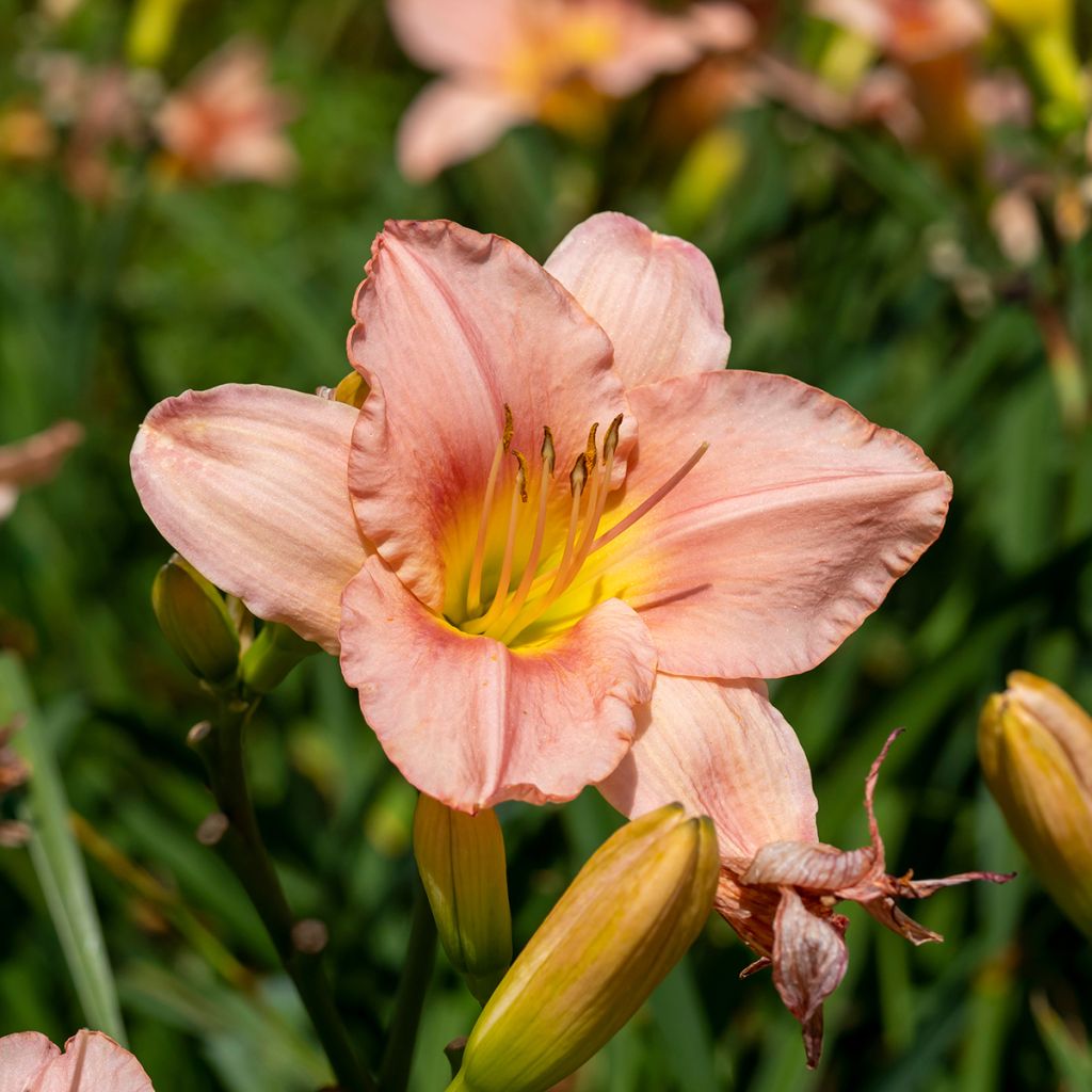 Hemerocallis Barbara Mitchell - Taglilie