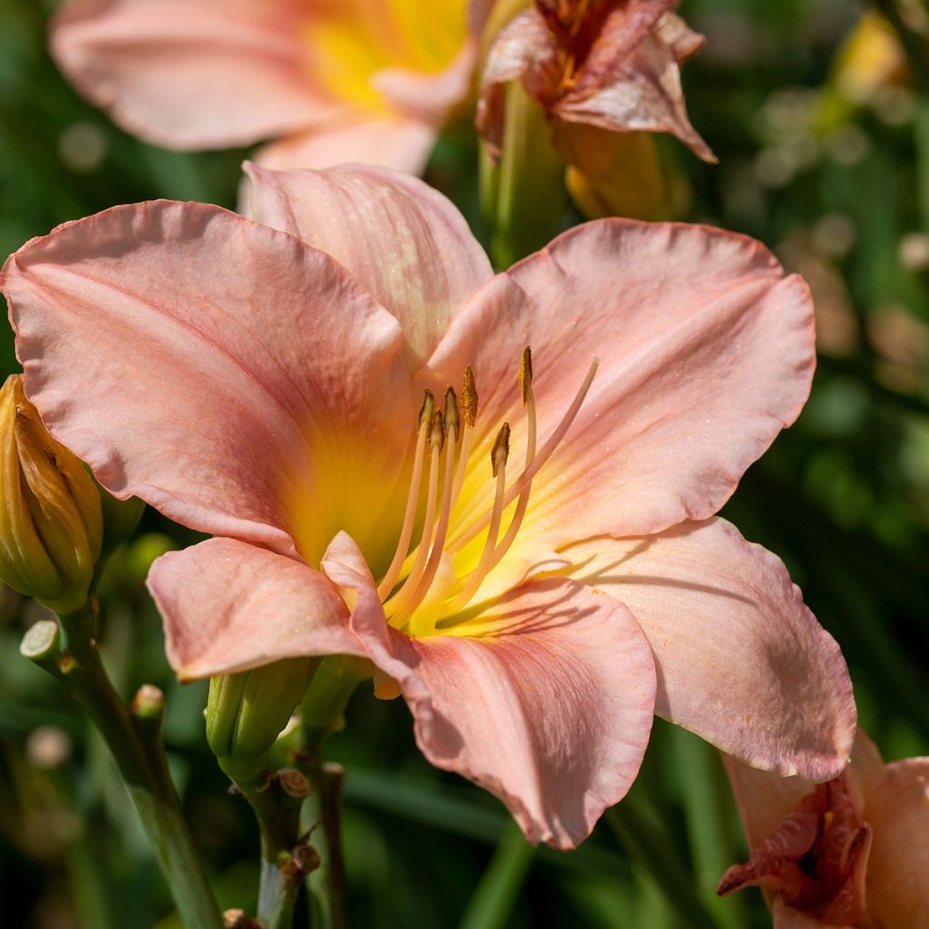 Hemerocallis Barbara Mitchell - Taglilie