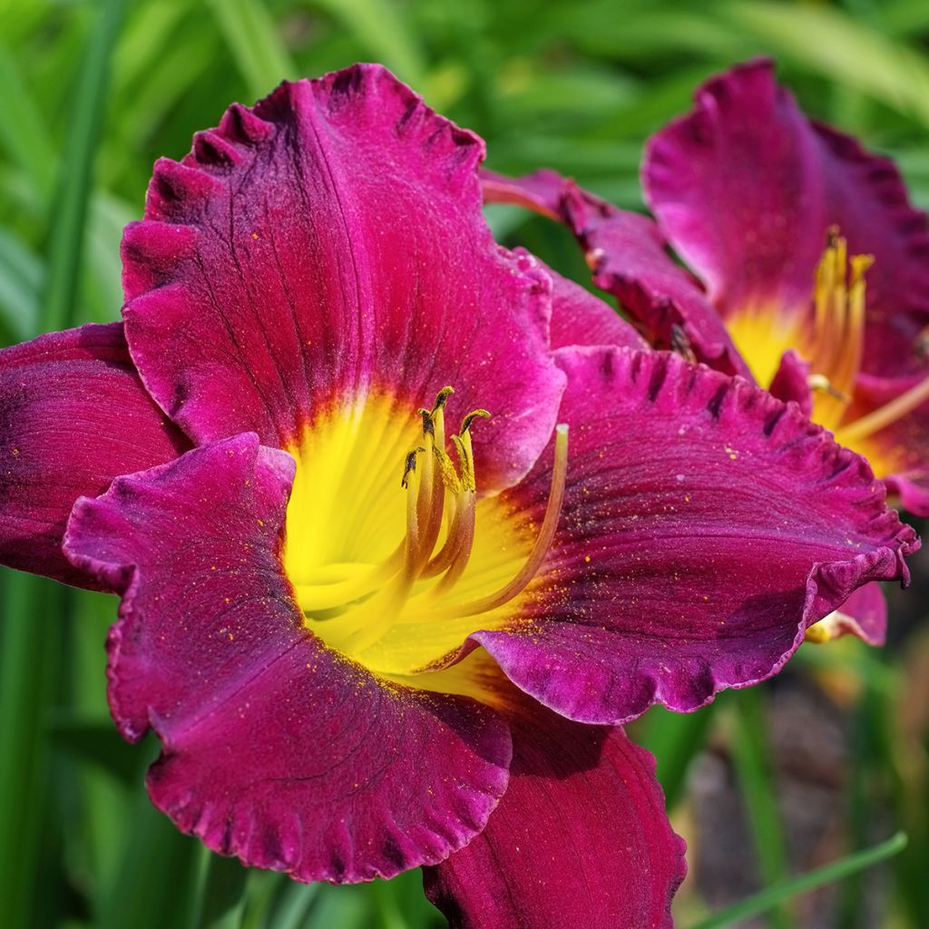 Hemerocallis Bela Lugosi - Taglilie