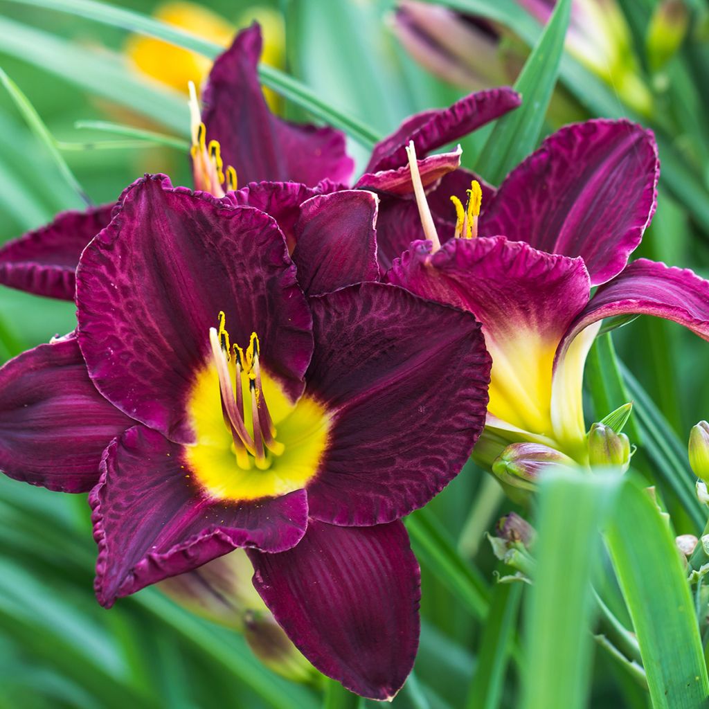 Hemerocallis Bela Lugosi - Taglilie