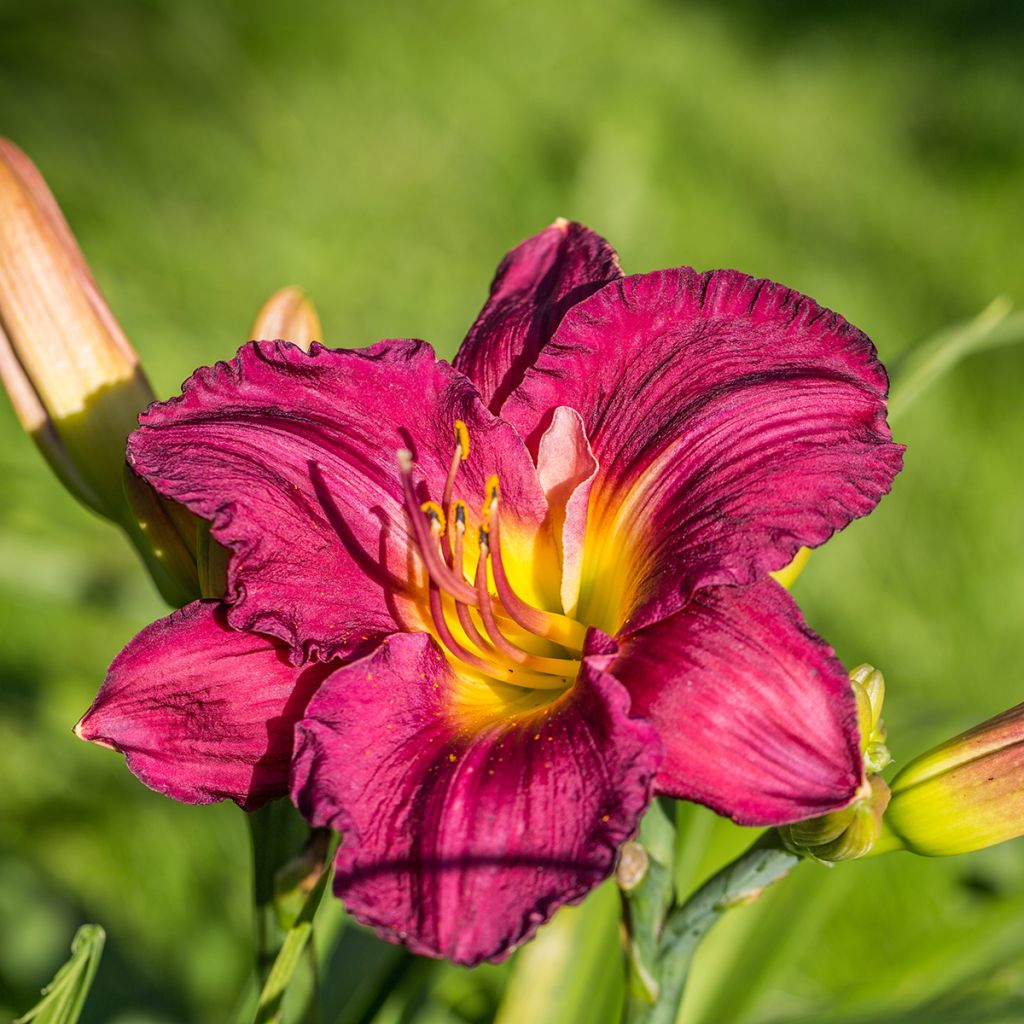 Hemerocallis Bela Lugosi - Taglilie