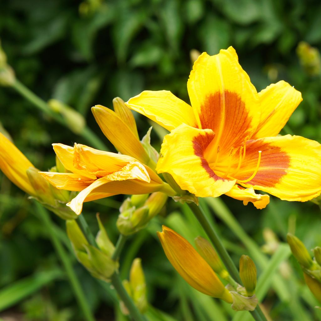 Hemerocallis Black Eyed Susan - Taglilie