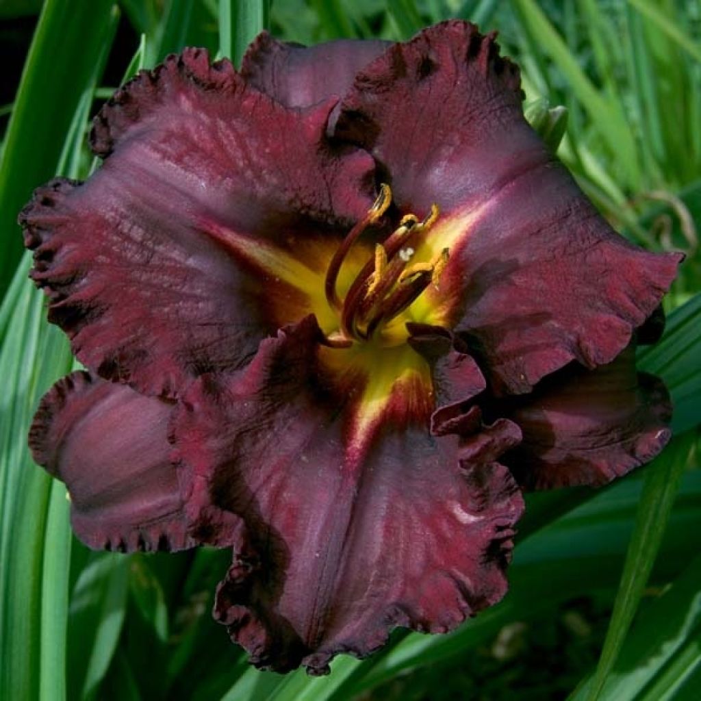 Hemerocallis Black Stockings - Taglilie