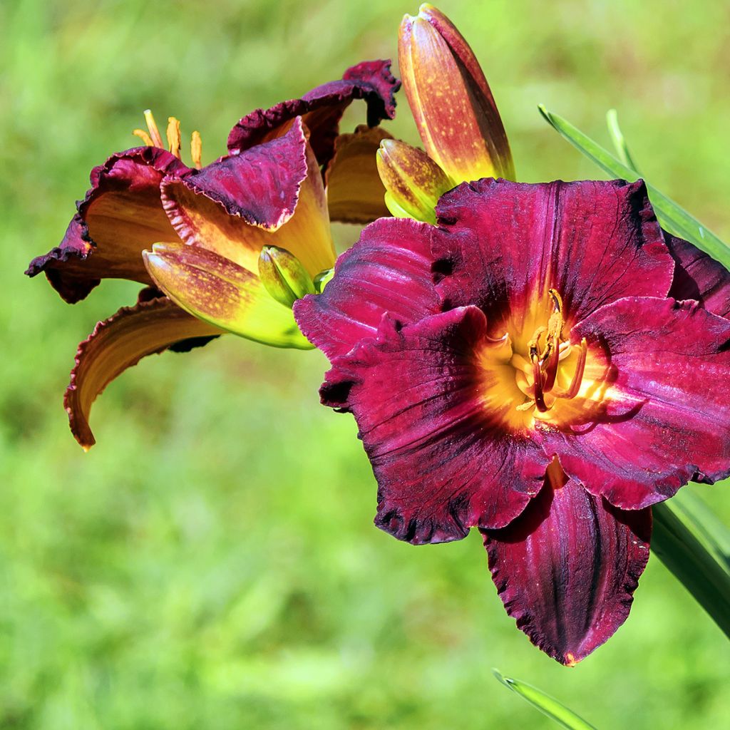 Hemerocallis Black Stockings - Taglilie