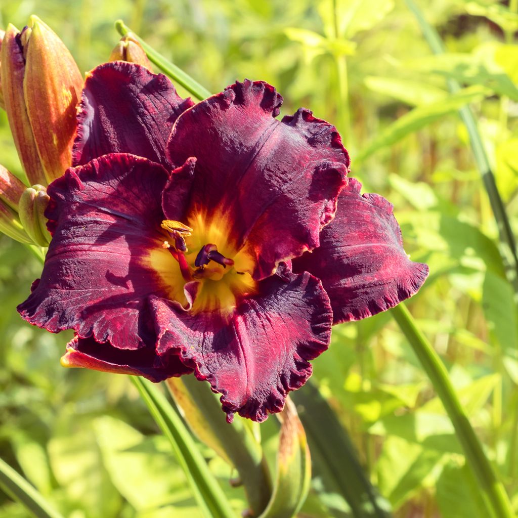 Hemerocallis Black Stockings - Taglilie