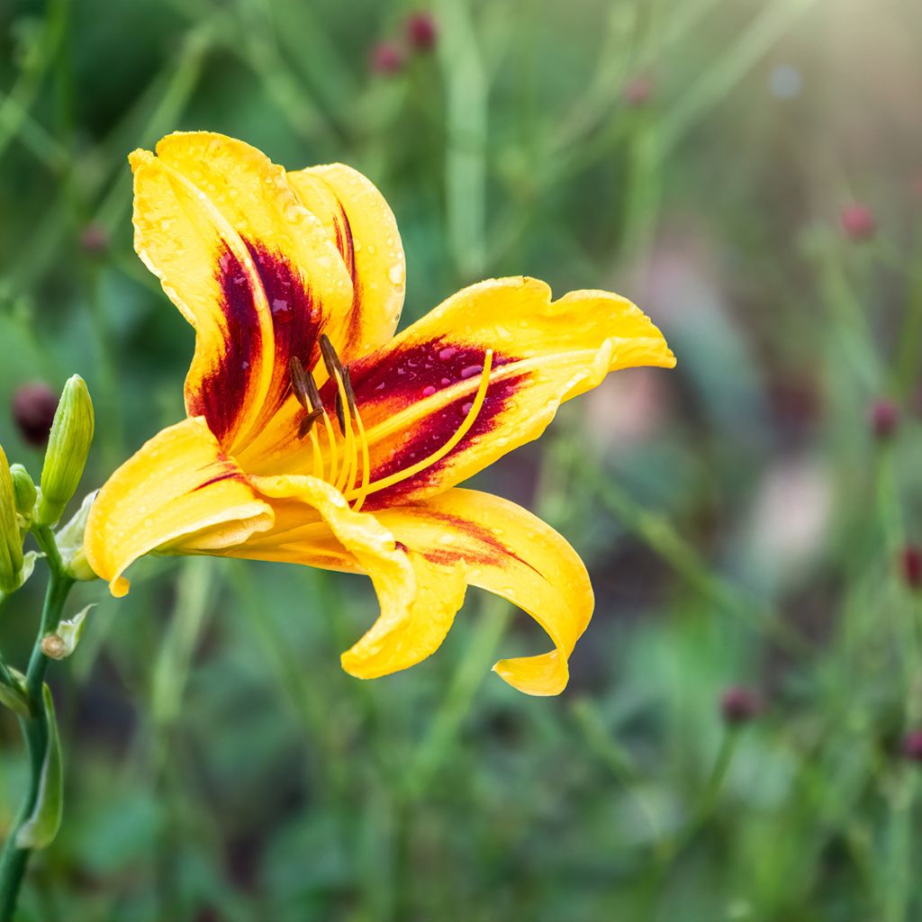 Hemerocallis Bonanza - Taglilie