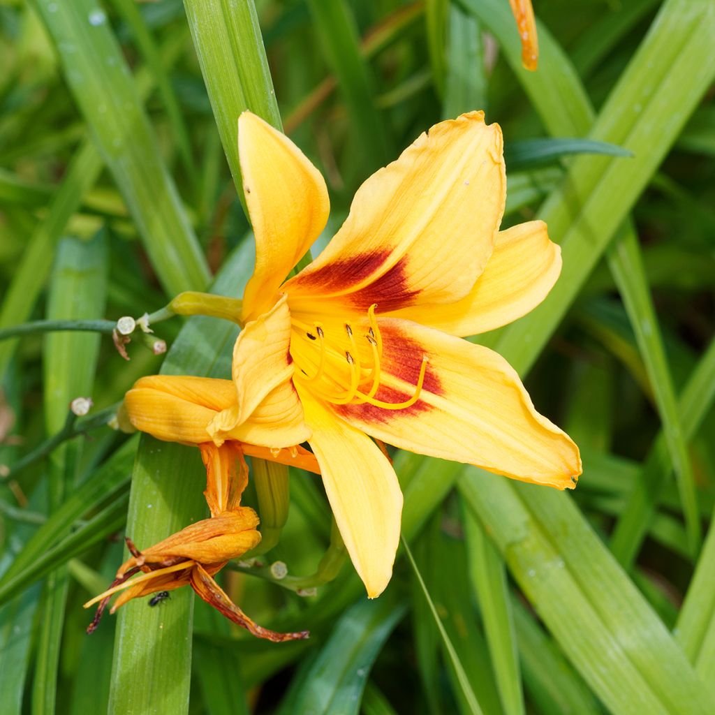 Hemerocallis Bonanza - Taglilie