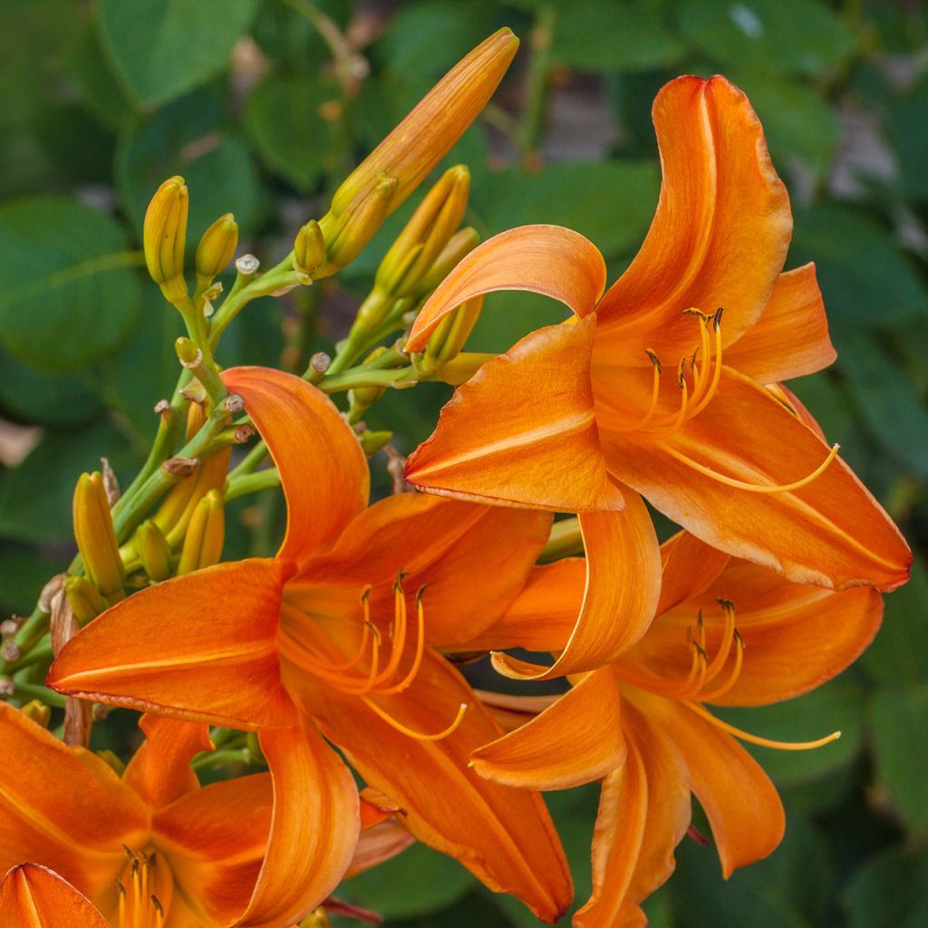 Hemerocallis Burning Daylight - Taglilie