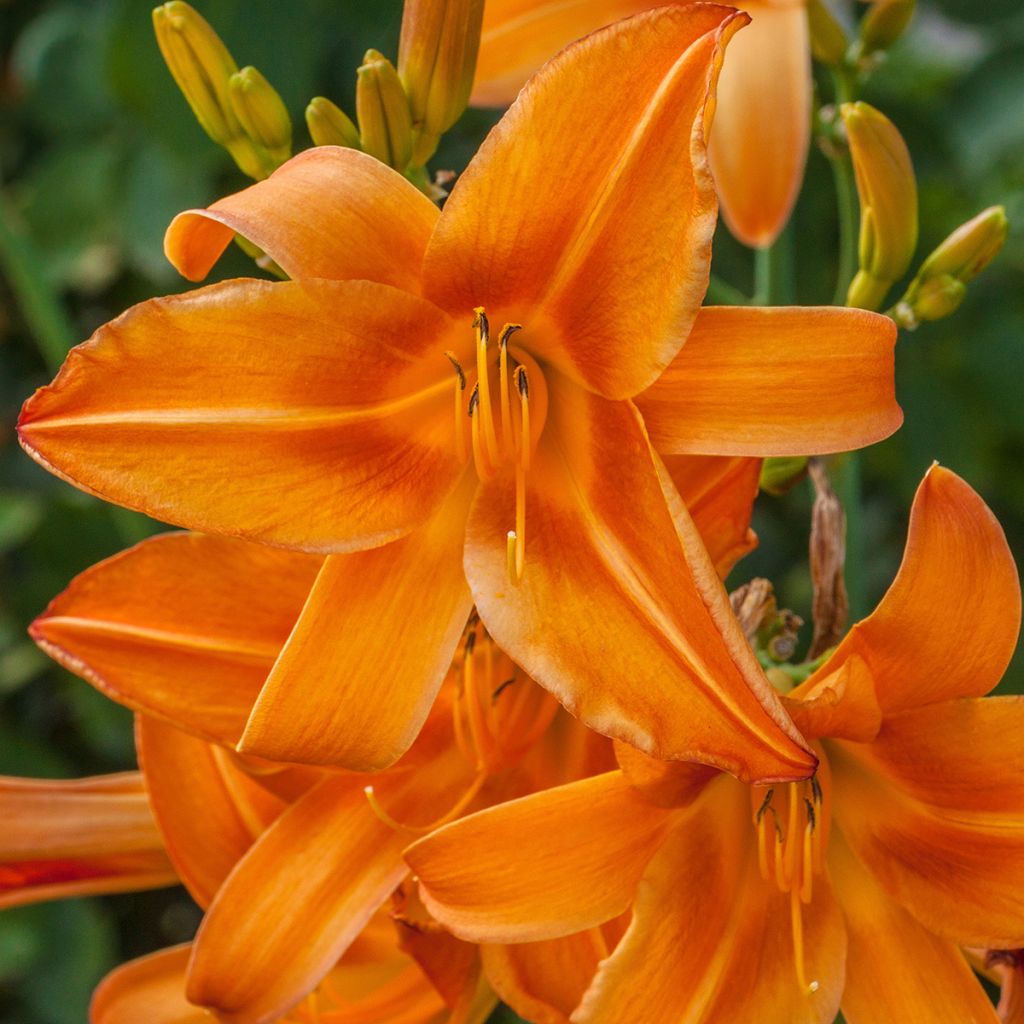 Hemerocallis Burning Daylight - Taglilie