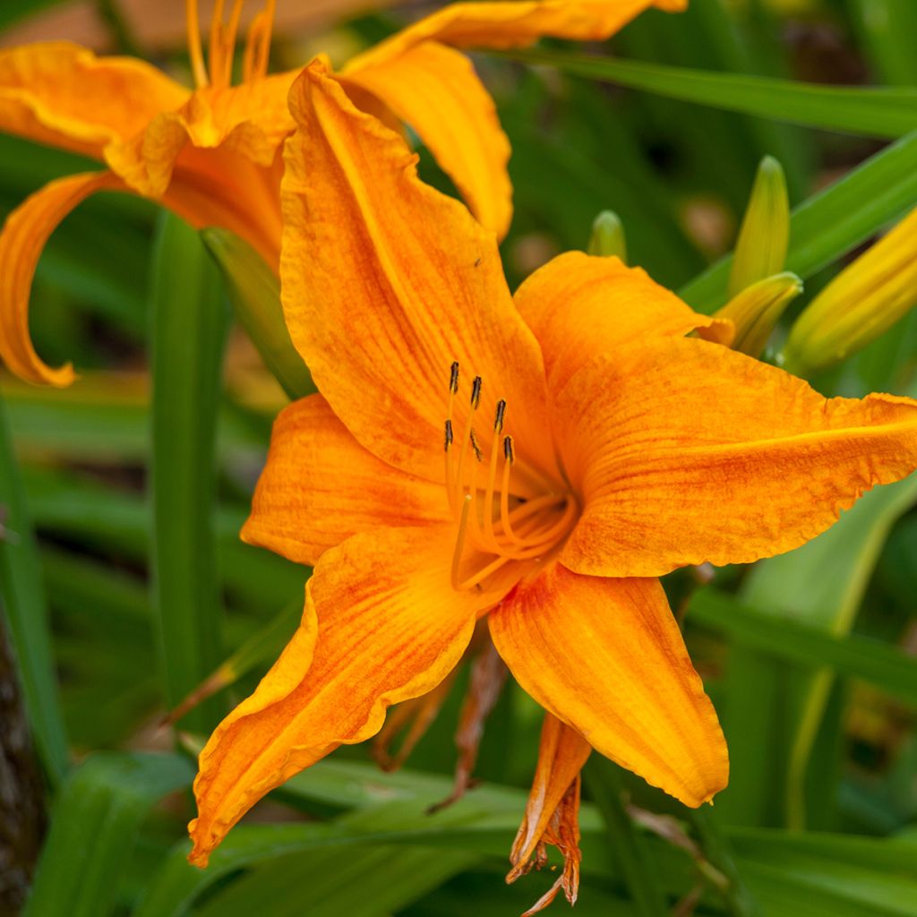 Hemerocallis Burning Daylight - Taglilie