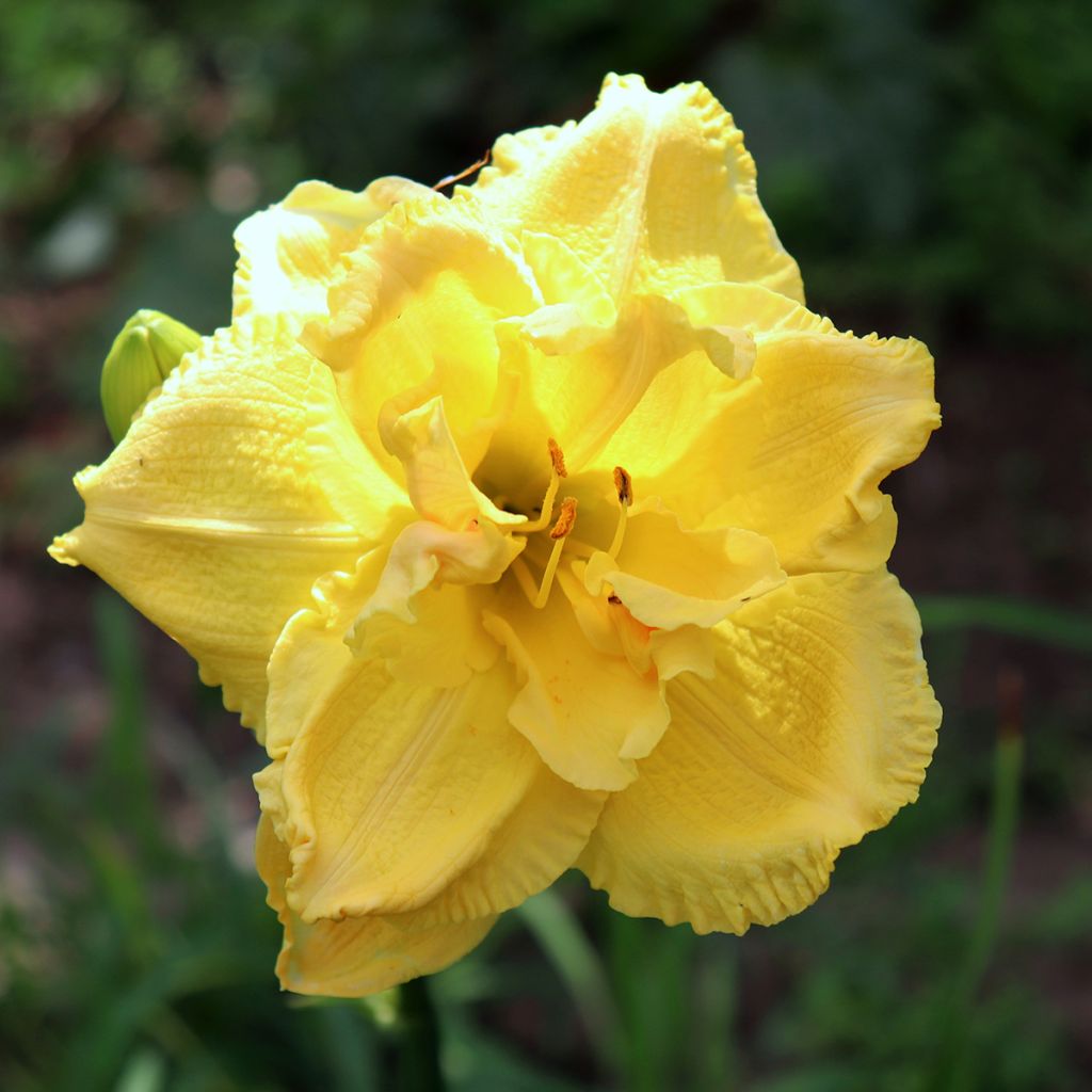 Hemerocallis Cabbage Flower - Taglilie