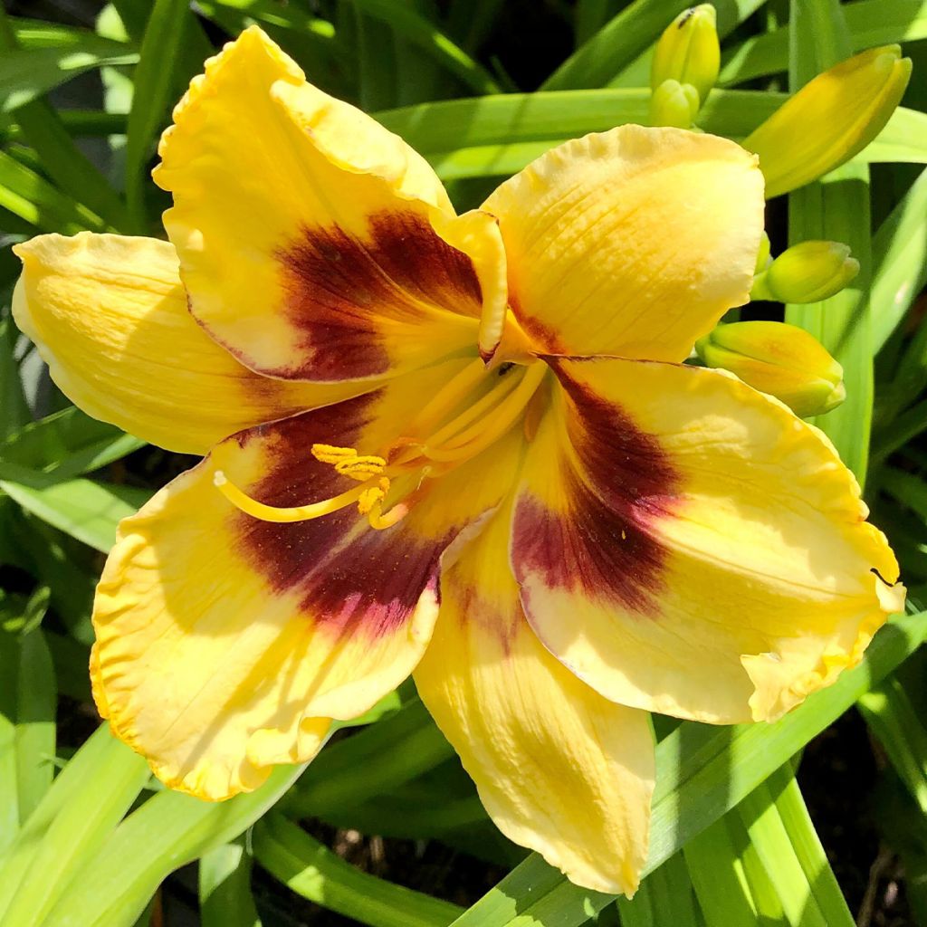 Hemerocallis Calico Jack - Taglilie