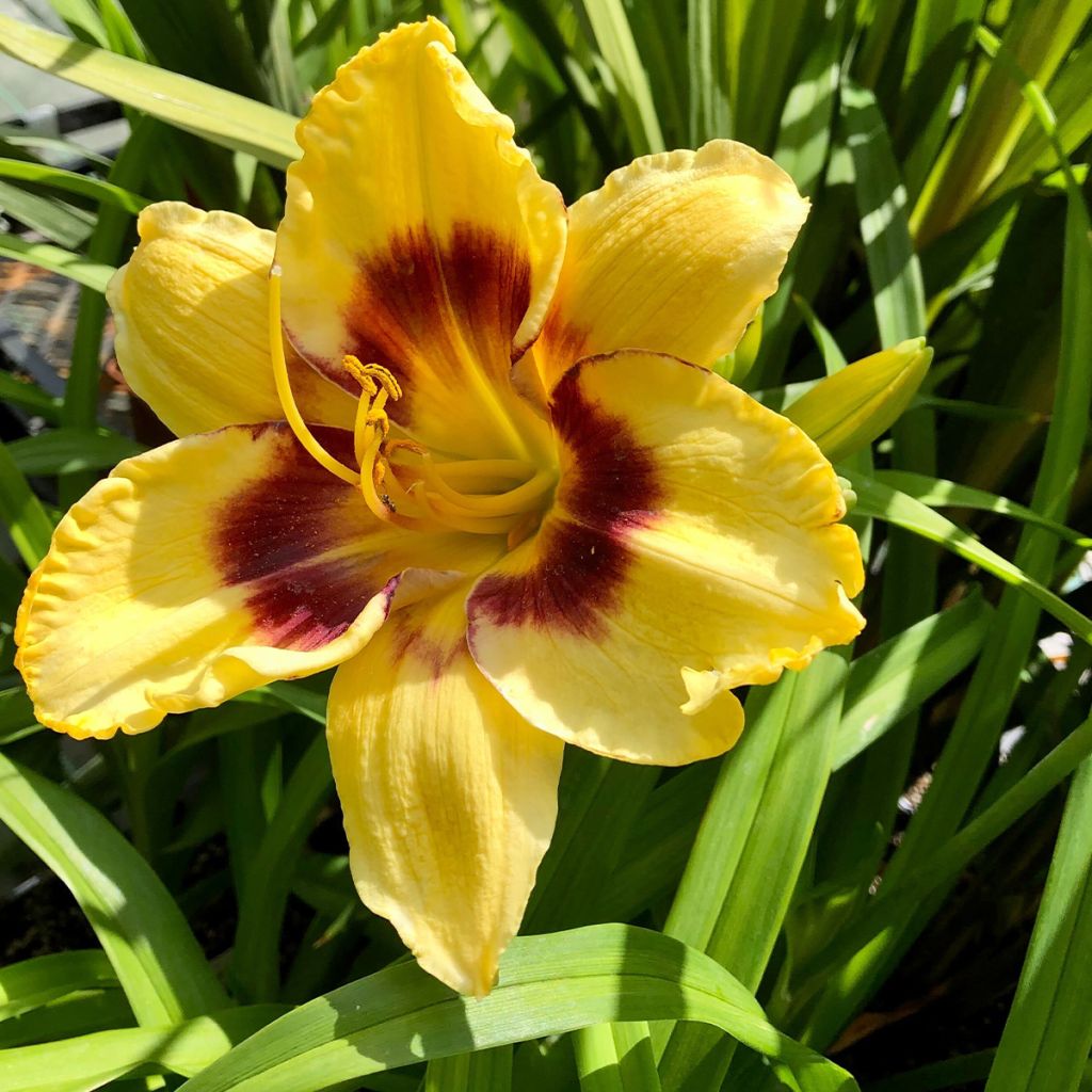 Hemerocallis Calico Jack - Taglilie