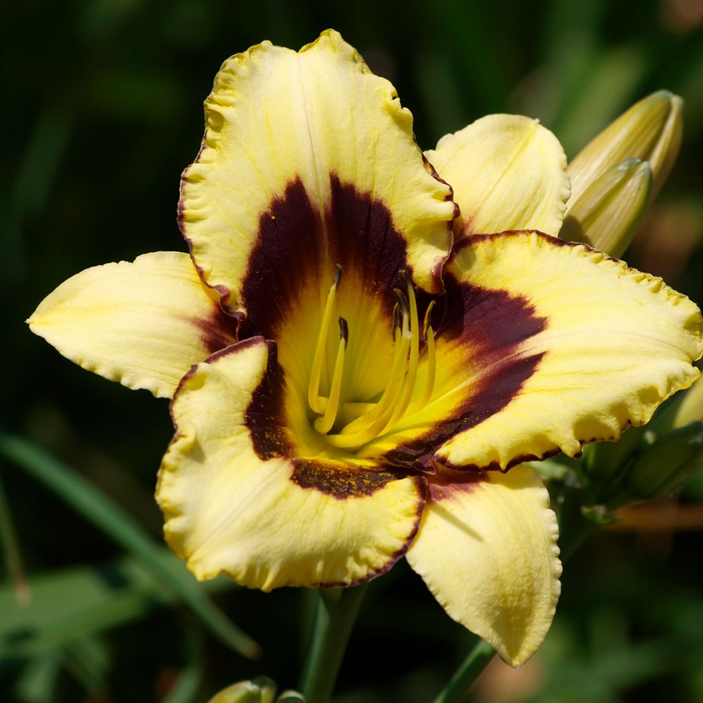 Hemerocallis Canadian Border Patrol - Taglilie