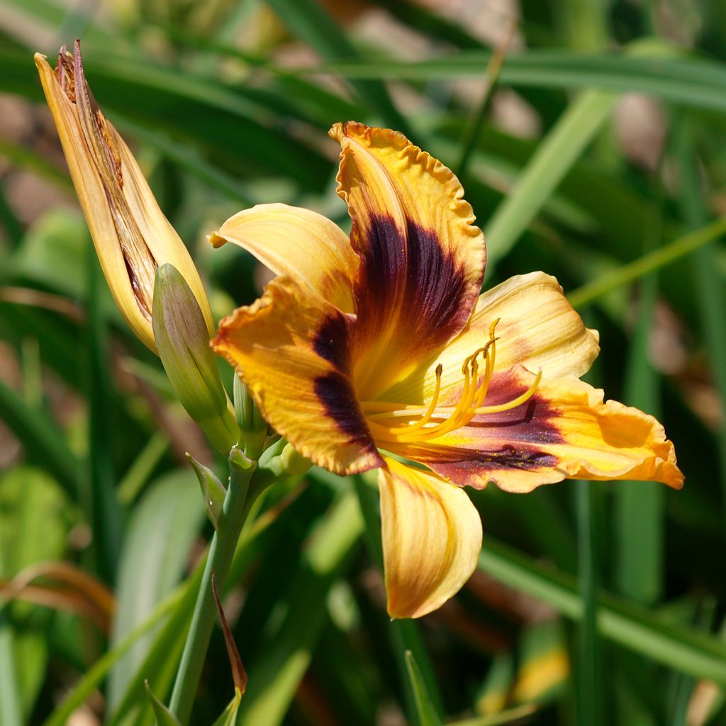 Hemerocallis Canadian Border Patrol - Taglilie