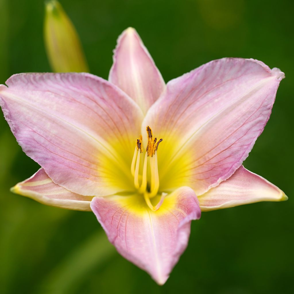 Hemerocallis Catherine Woodbury - Taglilie