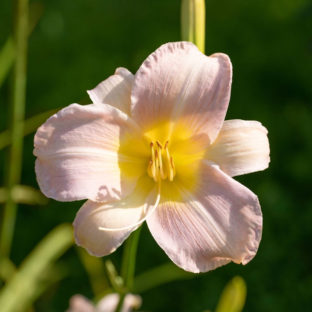 Hemerocallis Catherine Woodbury - Taglilie