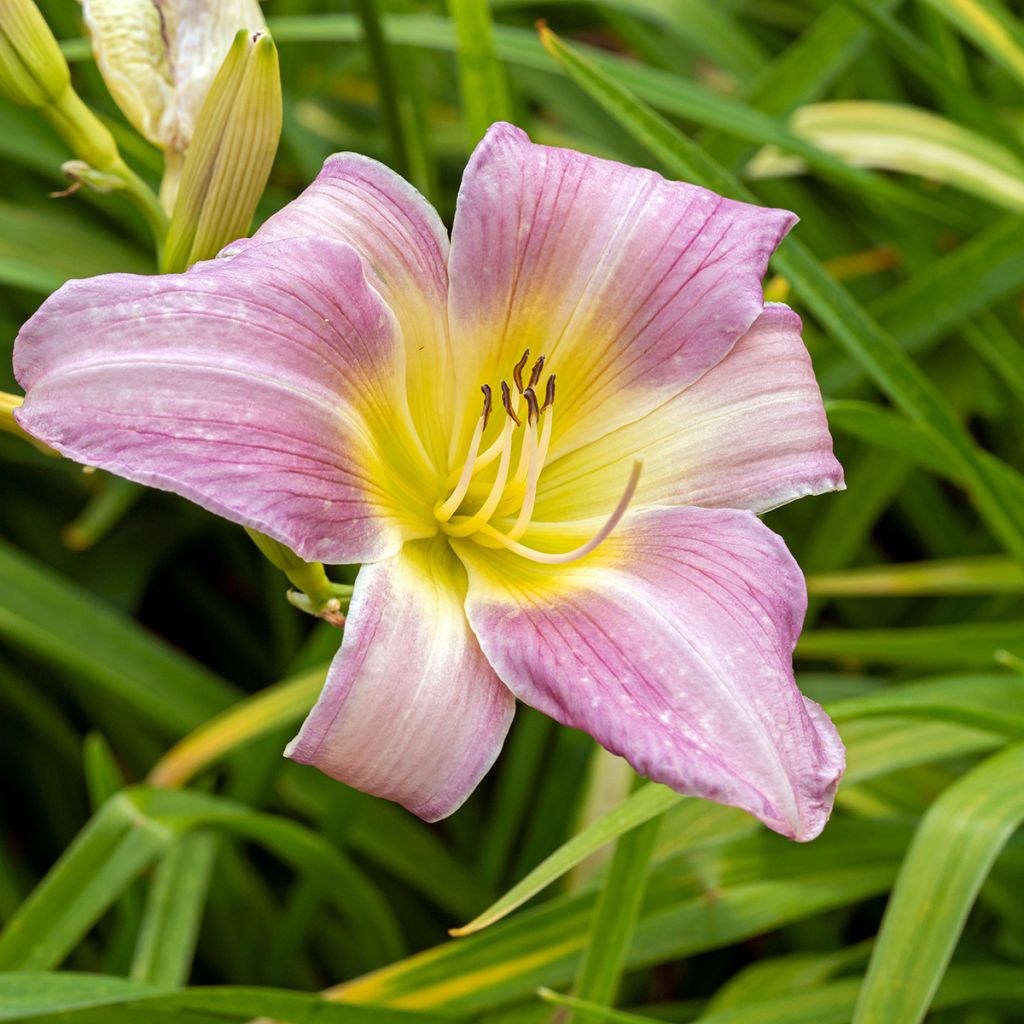 Hemerocallis Catherine Woodbury - Taglilie