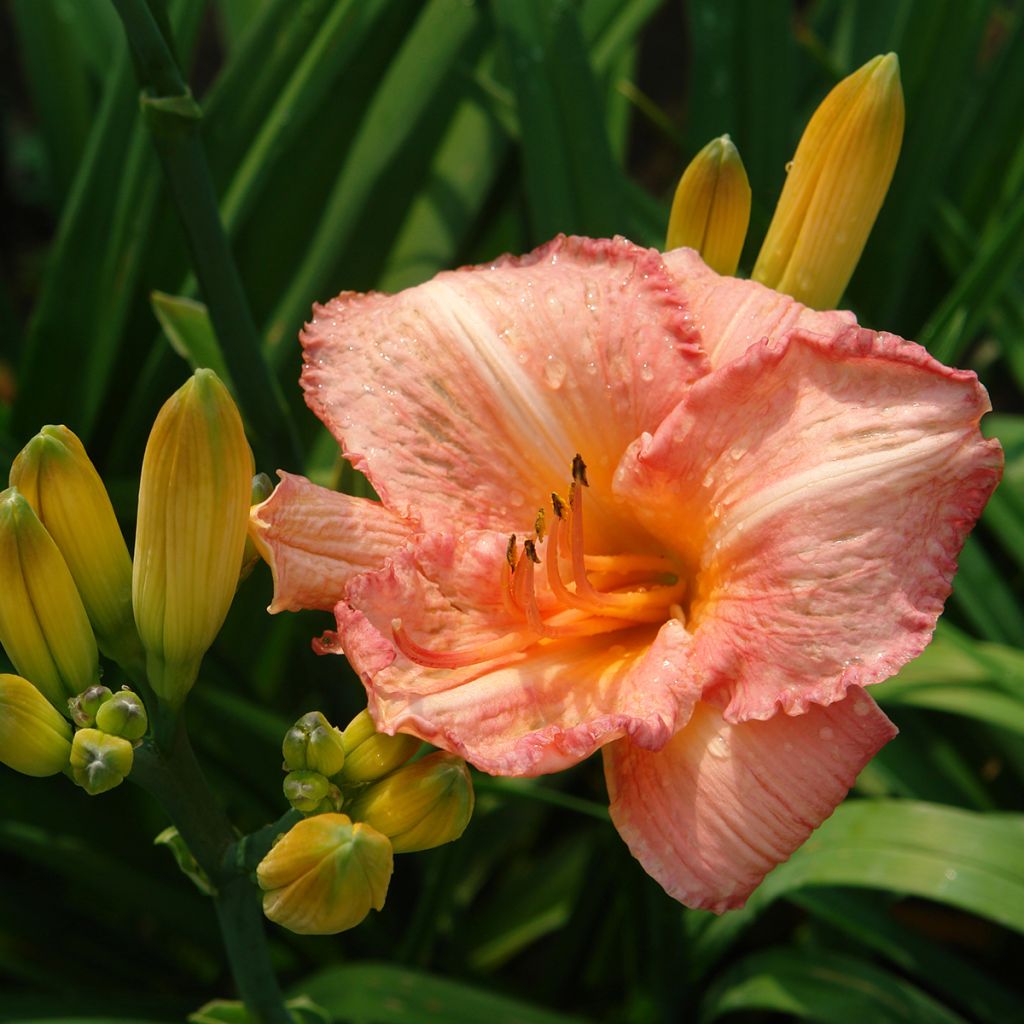 Hemerocallis Children s Festival - Taglilie