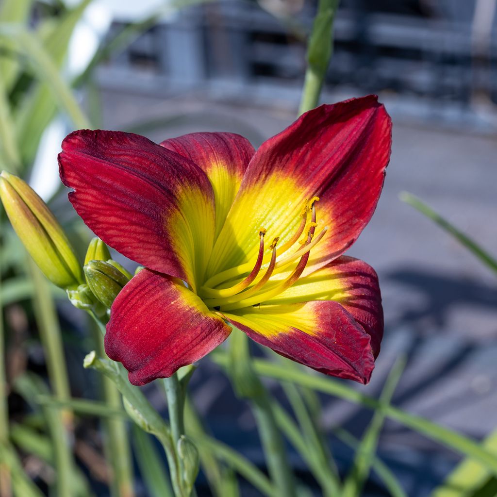 Hemerocallis Christmas Is - Taglilie