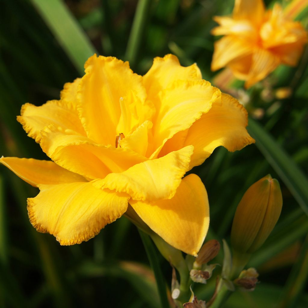 Hemerocallis Condilla - Taglilie