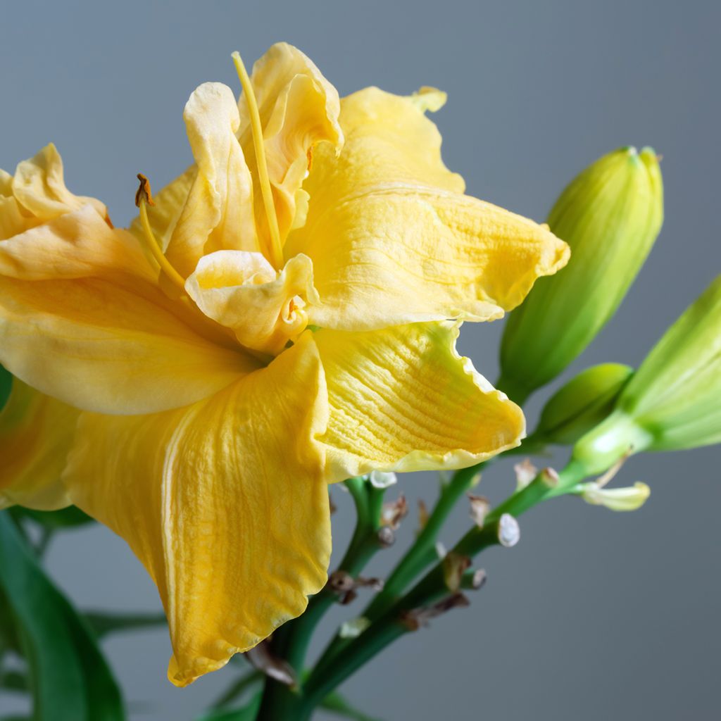 Hemerocallis Condilla - Taglilie