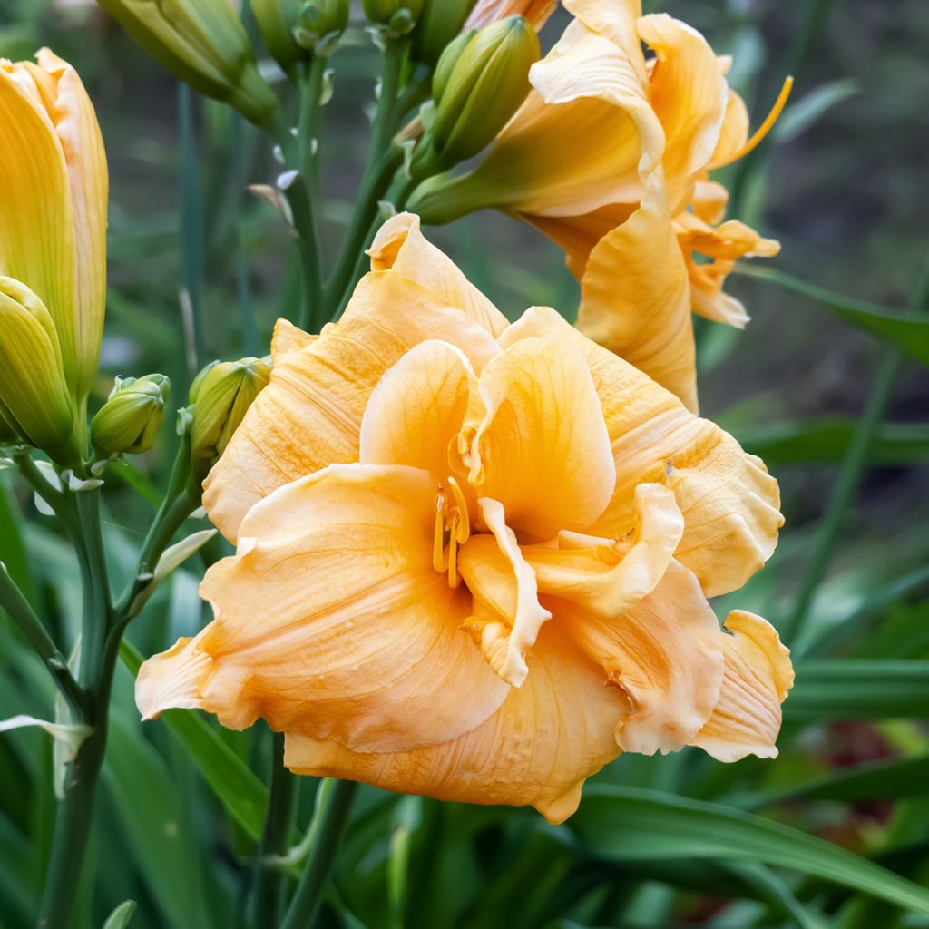 Hemerocallis Condilla - Taglilie