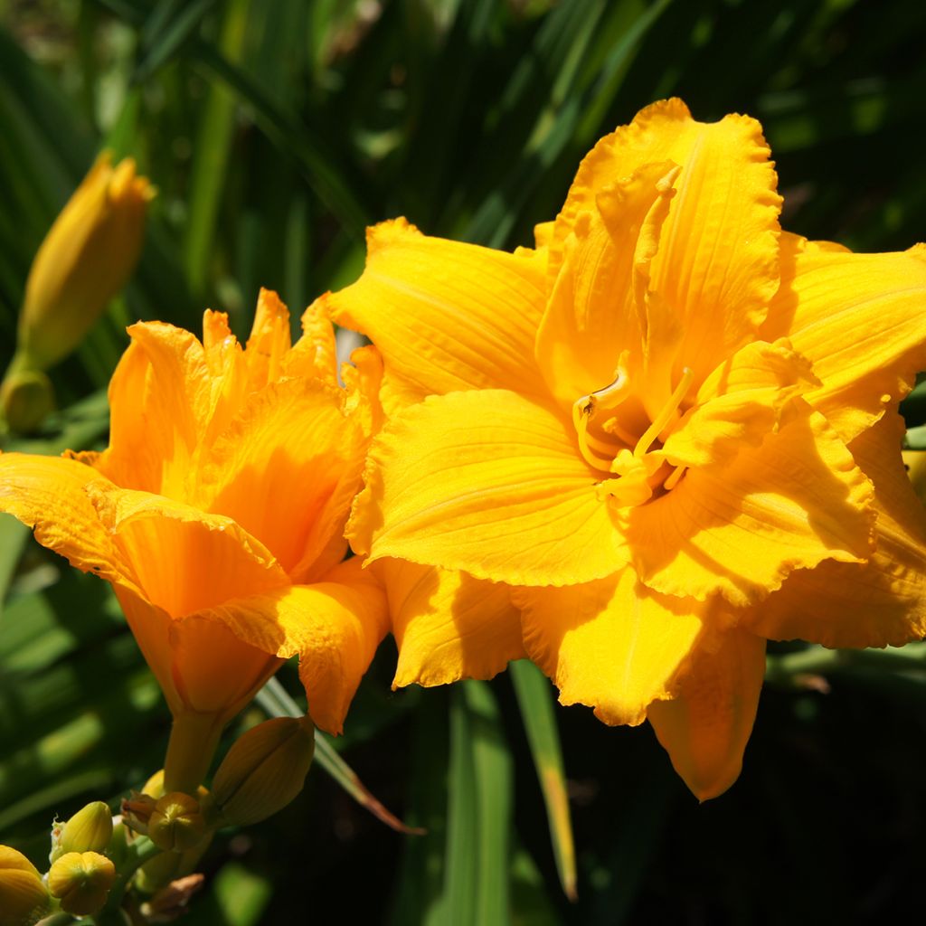 Hemerocallis Condilla - Taglilie