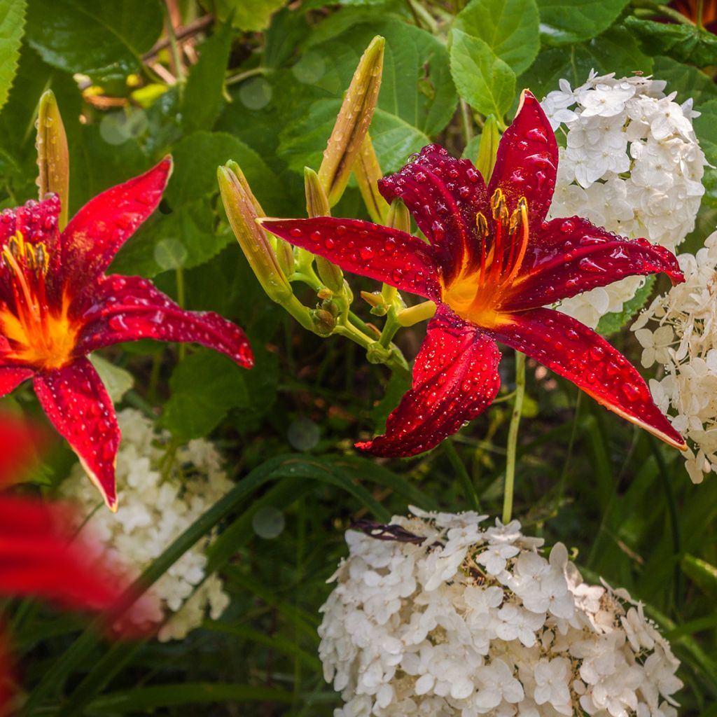 Hemerocallis Crimson Pirate - Taglilie