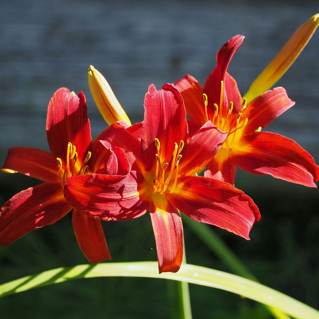 Hemerocallis Crimson Pirate - Taglilie