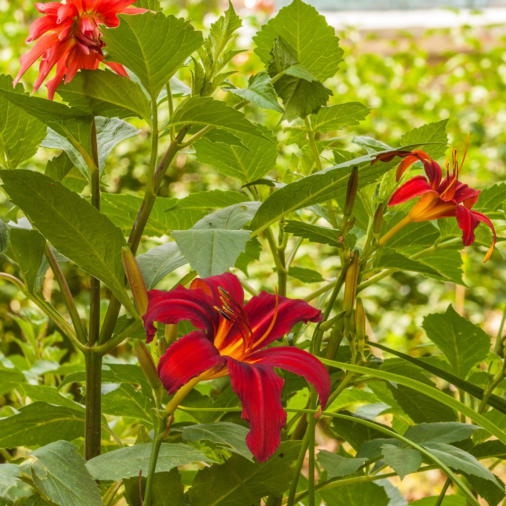 Hemerocallis Crimson Pirate - Taglilie