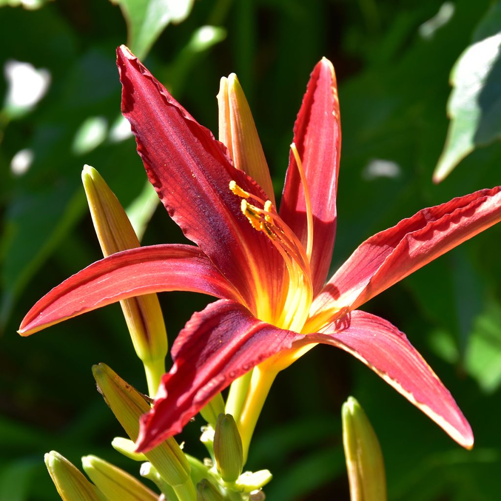 Hemerocallis Crimson Pirate - Taglilie