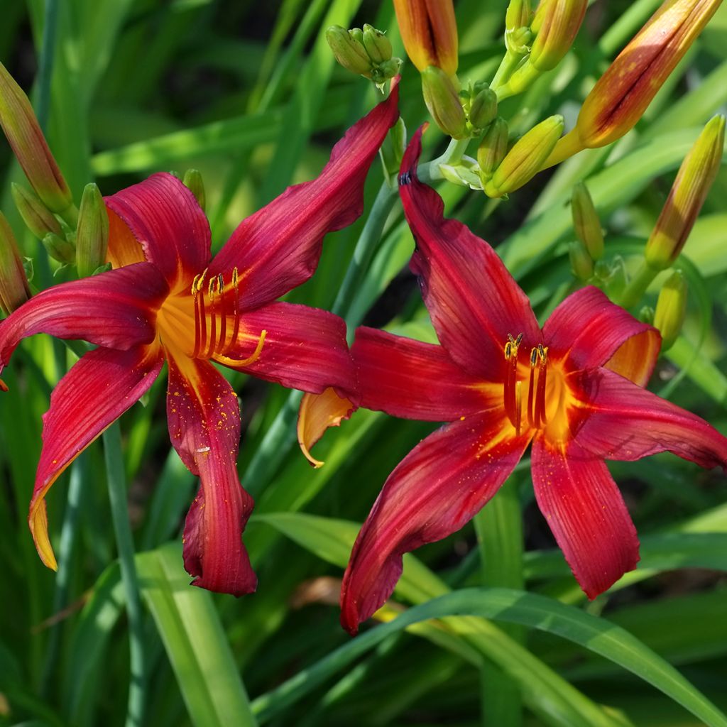 Hemerocallis Crimson Pirate - Taglilie