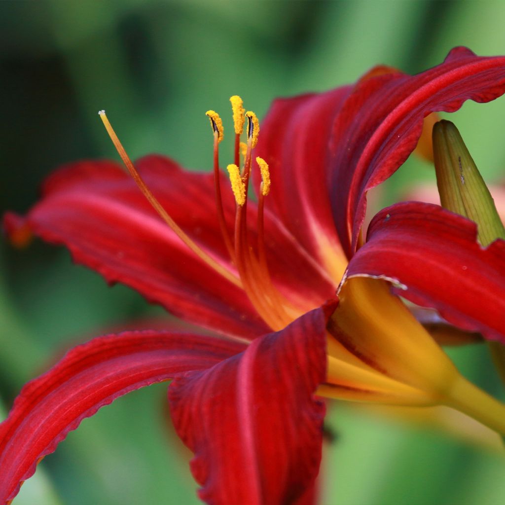 Hemerocallis Crimson Pirate - Taglilie