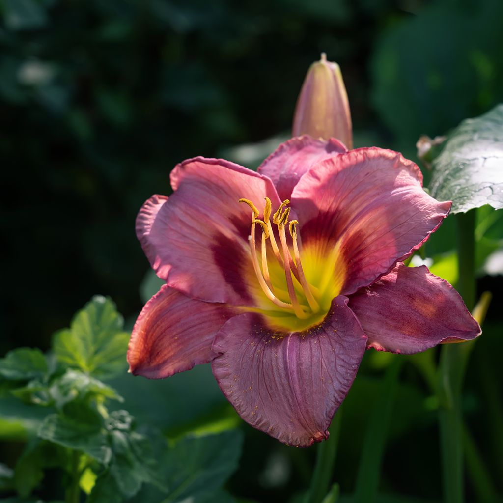 Hemerocallis Daring Deception - Taglilie