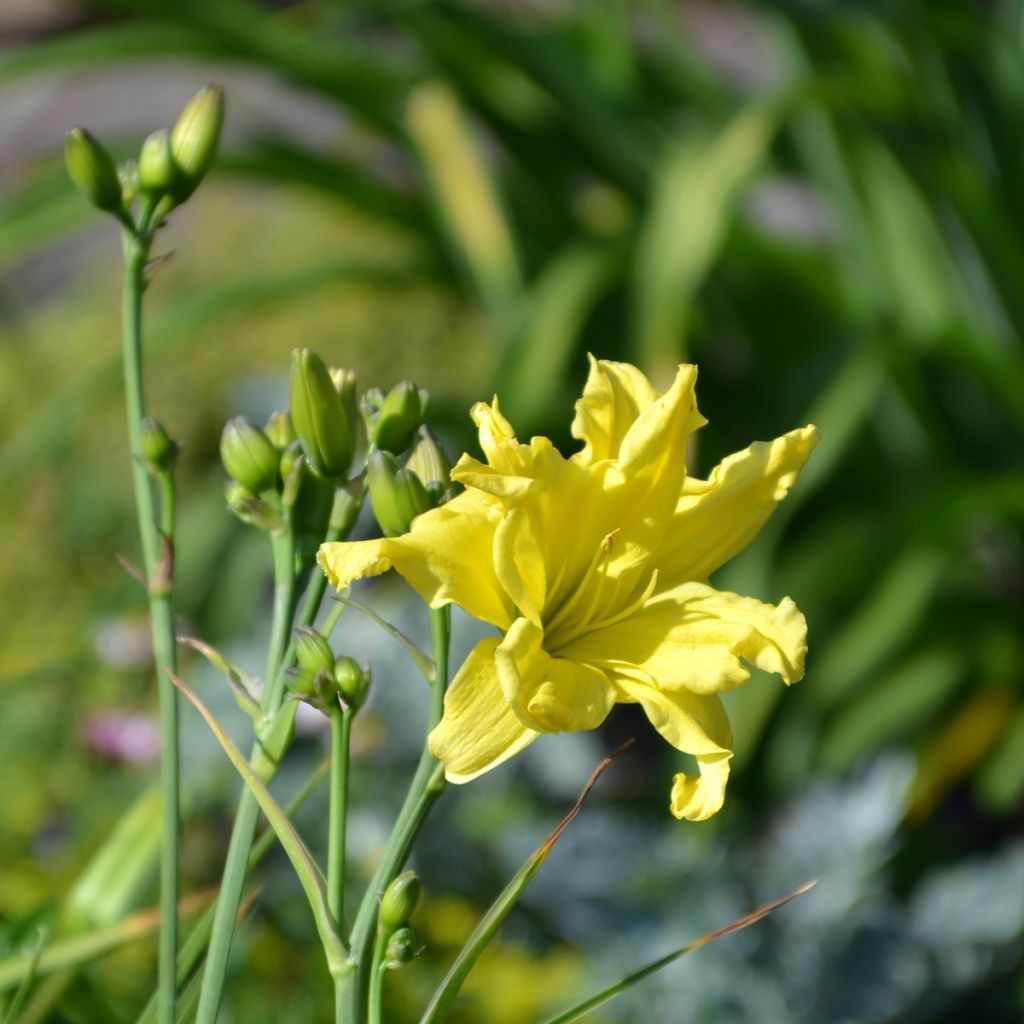 Hemerocallis Double River Wye - Taglilie