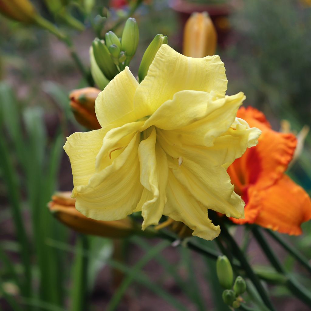 Hemerocallis Double River Wye - Taglilie