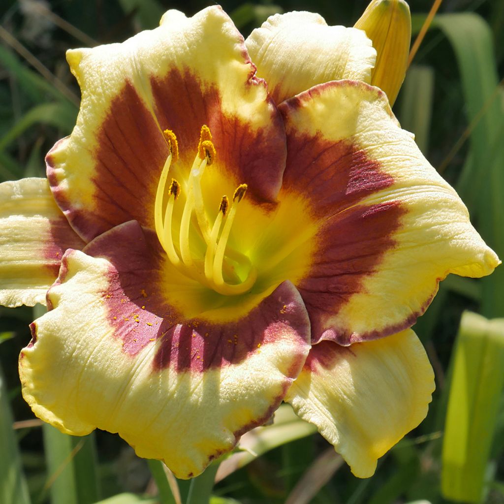 Hemerocallis El Desperado - Taglilie