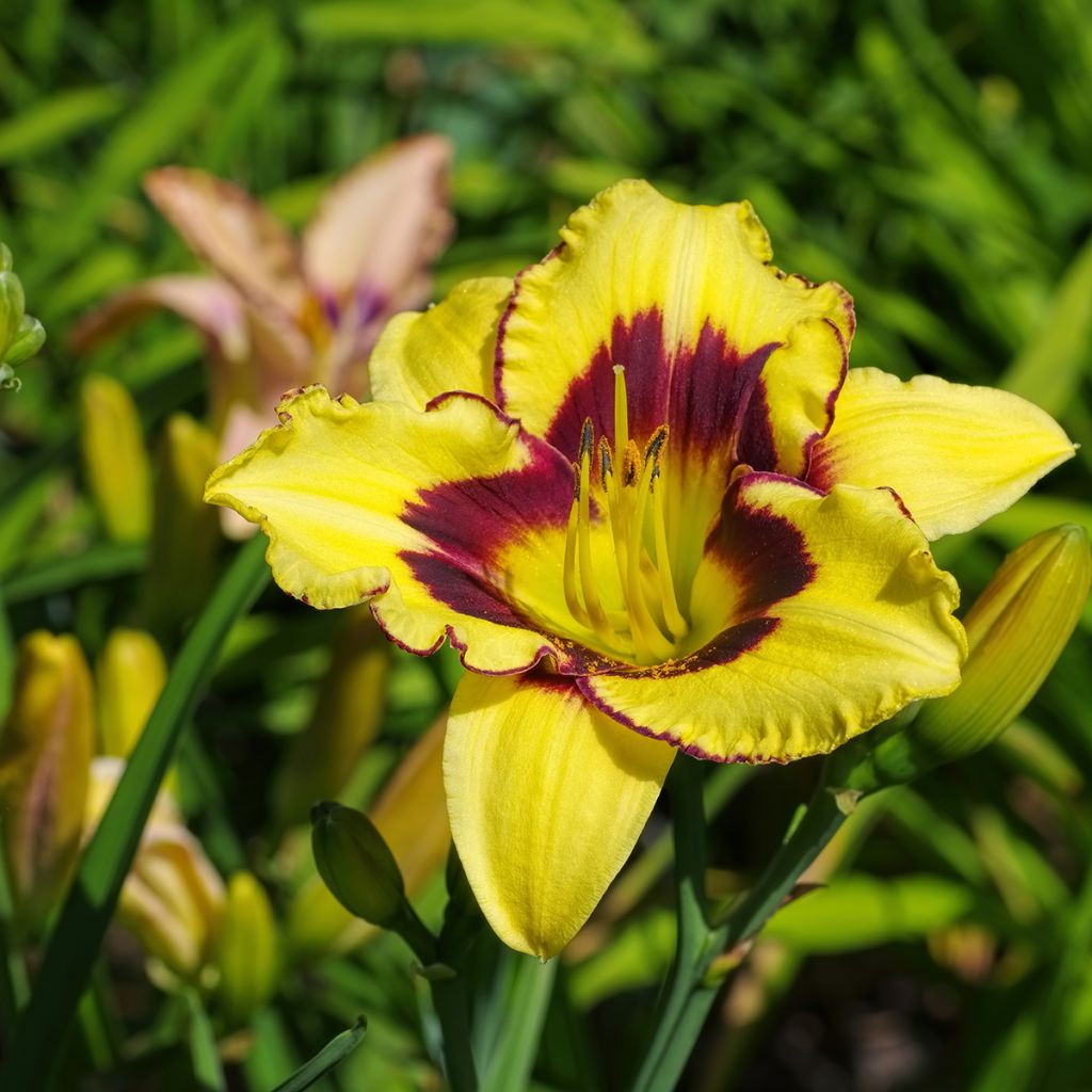 Hemerocallis El Desperado - Taglilie