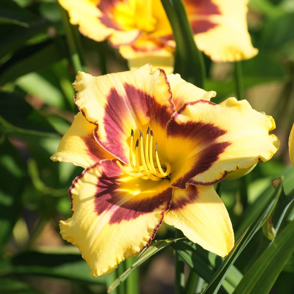 Hemerocallis El Desperado - Taglilie