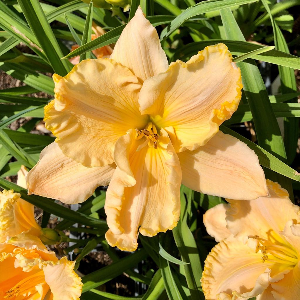 Hemerocallis Enchanted Forest - Taglilie