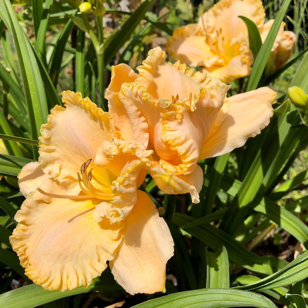 Hemerocallis Enchanted Forest - Taglilie