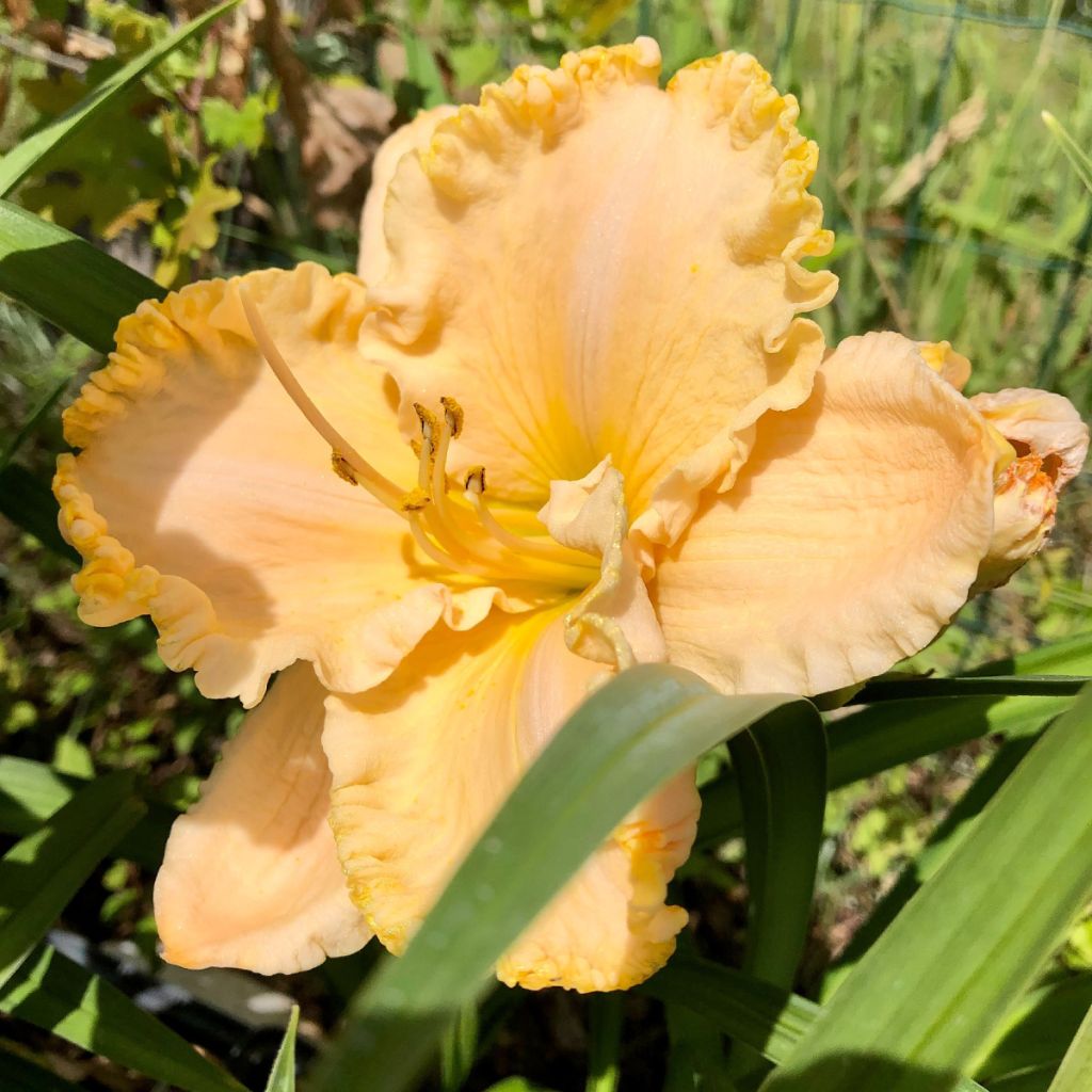 Hemerocallis Enchanted Forest - Taglilie