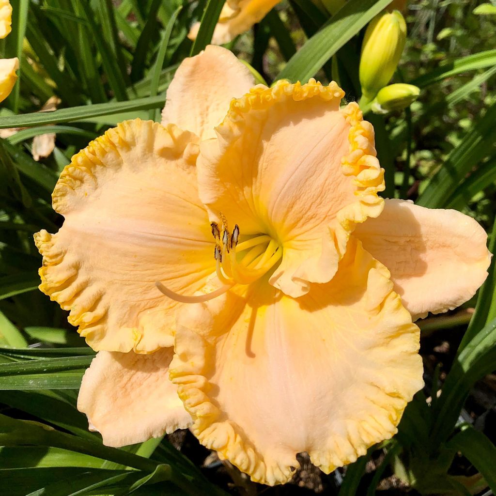 Hemerocallis Enchanted Forest - Taglilie