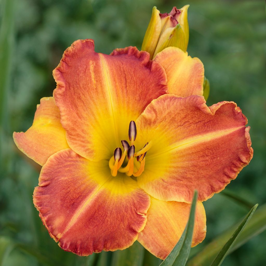 Hemerocallis Everydaylily Bronze - Taglilie